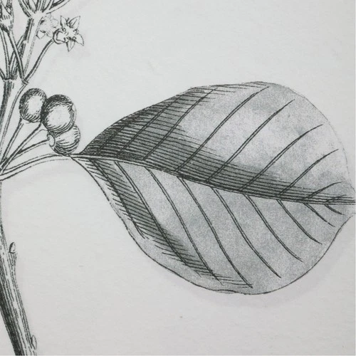 Uttermost 41617 Farmhouse Florals 23 X 18 inch Framed Prints, Set of 9 - Picture 4 of 6