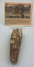 Spinosaurus Tooth dinosaur fossil Before T Rex Cretaceous K893