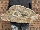 Natural Plant Fossils