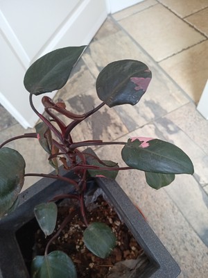 philodendron pink princess bewurzelt 