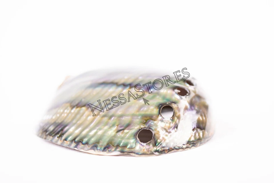 Green Abalone Sea Shell BOTH Side Polished Beach Craft 5" - 6" (1 pc) #JC-083 - Image 2 of 4