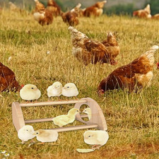 2 Pack Chicken Perch for Baby Chicks, Wooden Chick Jungle Gym Roosting Bar, C...