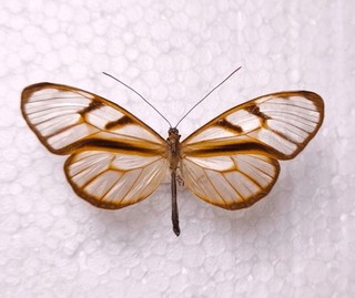 Athesis clearista male Ithomiidae Venezuela Schmetterlinge Entomologie