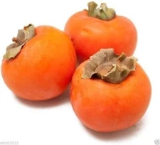 40+ JAPANESE PERSIMMON TREE SEEDS (Diospyros Kaki) Asia Hardy FREE SHIPPING #54