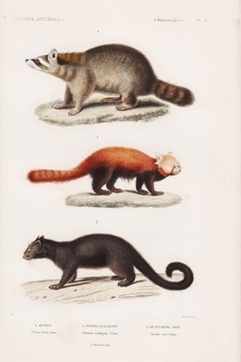 Ursus lotor Waschbär racoon Pandabär panda bear engraving Stahlstich Cuvier 1849