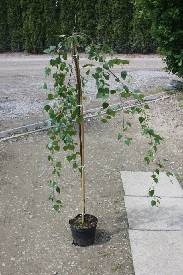 Hänge-Birke ZÖLD SZAKÁLL 90-110 cm im Container - Bild 2 von 4