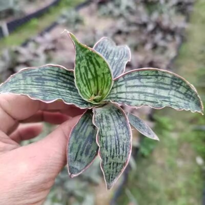 6CM Succulent Cactus Plant Sansevieria Cleopatra of Egypt Home Garden Beautiful