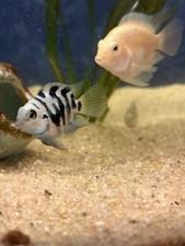 Polar blue convict parrot cichlid