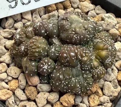 Rare Plant Cacti Astrophytum asterias Cristata WYSIWYG Own Root Decor Boutique