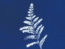 Cobalt Botanics Plant Fern Watercolour Framed Wall Art Print 12X16 In