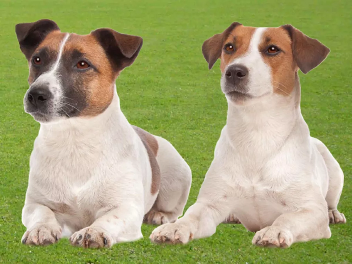 Jack russell terrier full deals size