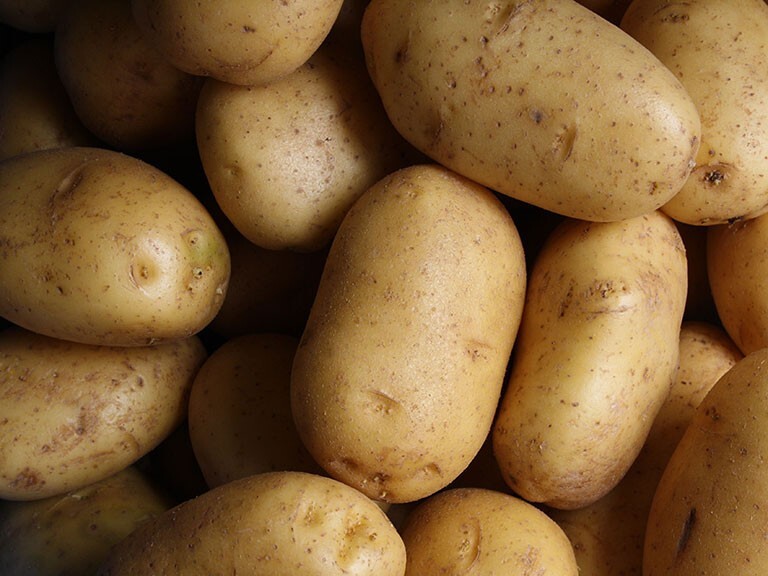 Rocky Mountain Seed Potatoes Russet Potato Bulbs '24 Pesticide Free NON