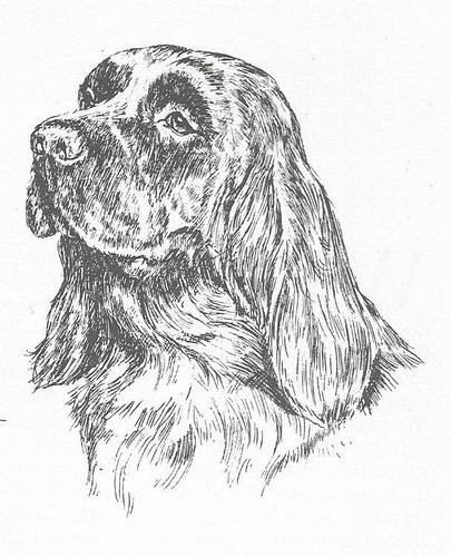 Sussex Spaniel #2 - CUSTOM MATTED - 1963 Vintage Dog Art Print 0507 CLD