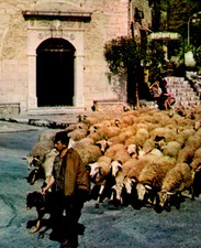 Vintage Postcard St Paul De Vence Shephard Sheep France The Chapel