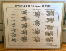 VTG 1944 Laminated Development of the Human Dentition Print 16 x13”