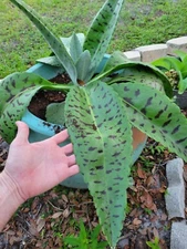 Kalanchoe gastonis bonnieri Live plant~Donkey ears rare succulent cacti 