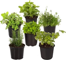 Hand Selected Herb Starter Pack 6 Aromatic Live Plants for Garden Cooking