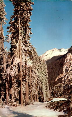 SNOQUALMIE PASS SUMMIT, WASHINGTON, Mount Snoqualmie, ski area, Postcard