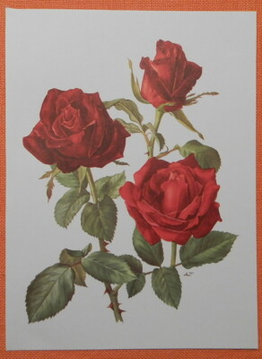 Josephine Bruce  Rose Offset-Lithographie Anne Marie Trechslin 1961 Roses