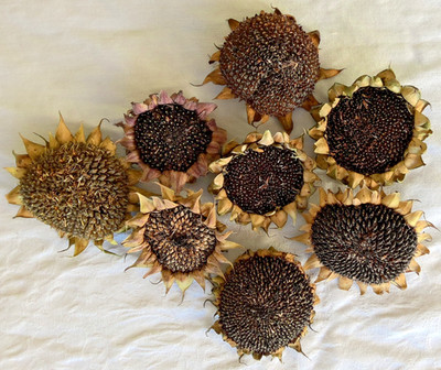 Lot of 8 Dried Sunflower Heads 2-3'' for Pets Birds Crafts Etc Pesticide Free
