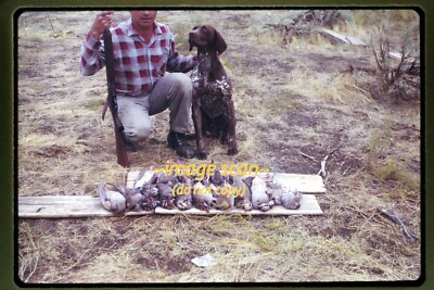 Bird Hunter w German Shorthaired Pointer Dog in 1968, Original Slide aa 19-24b