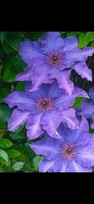 Clematis The President 2L Pot Large Purple Flowers Climbing Plant