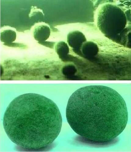 Dekoration Riesen-Moosball / Tolle Wasserpflanze Deko für den Teich Gartenteich - Bild 1 von 1