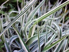 Reed Canary Grass (1,000 Seeds) - Ornamental Grass - Phalaris arundinacea