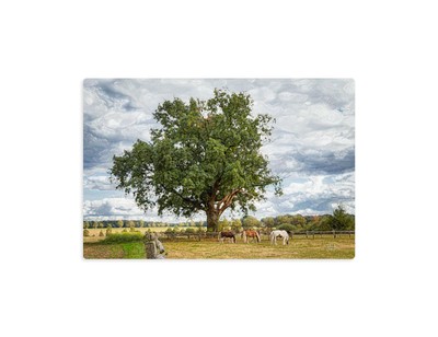 Leinwandbild Wandbild Landschaft Eiche Pferde Tiere Baum Original 60 x 40 cm