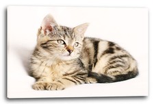 Wandbild Katzenbaby getigert Katze Katzenbilder