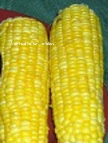 20 Golden Bantam Native American Corn Seeds