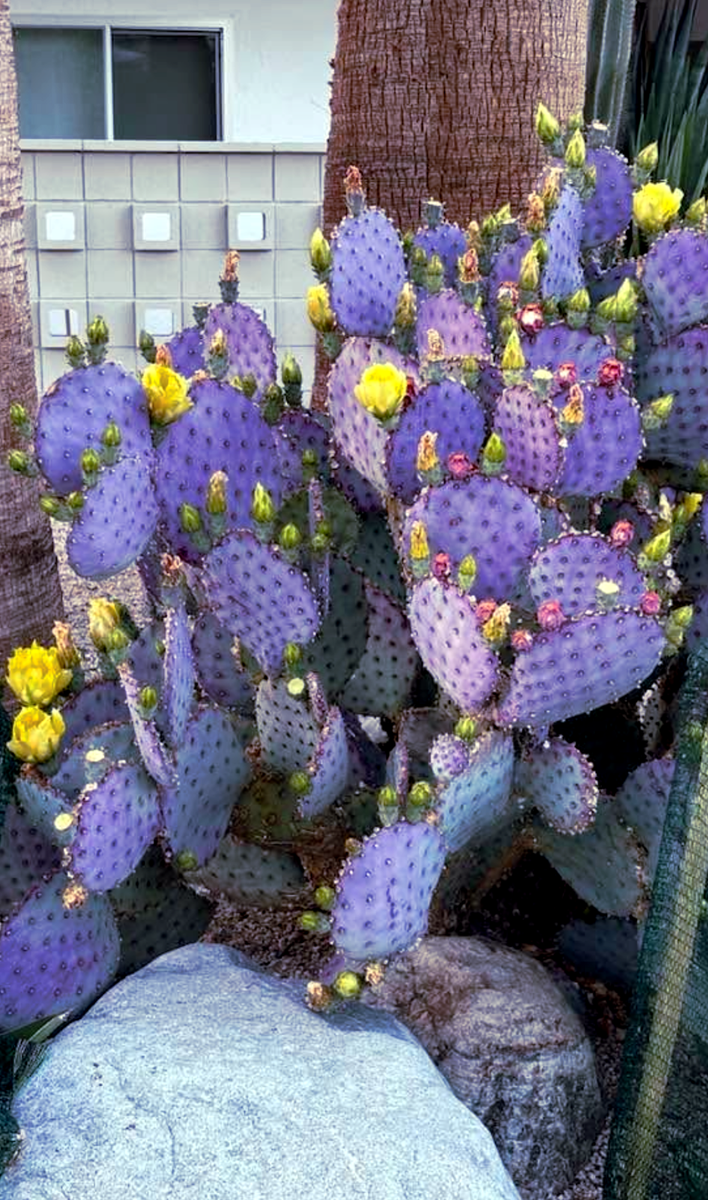 10 Purple Cactus Seeds (Opuntia Santa Rita) Prickly Pear Fruit Rare Fast  Hardy-7 | eBay