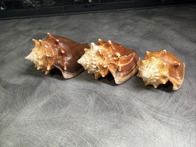 Lot Of 3 Florida Conch Shells