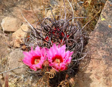 Echinocereus lindsayi RareSucculent  plant seedinggrowth Garden 5CM