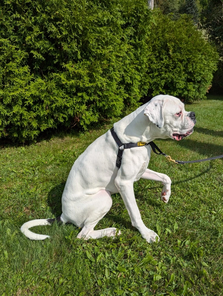 Dog Harness X-Small Front Clip Fidele Canin Black 1-5 lbs (1-2.2 kg) No Pull