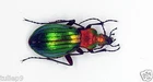 Carabidae - Ground Beetles Chysocarabus auronitens festivus (MorF) - Green Form