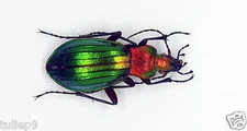 Carabidae - Ground Beetles Chysocarabus auronitens festivus (MorF) - Green Form 