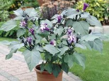 Datura metel Purple - Devils Trumpet, - 20 Seeds New prepared for 2027