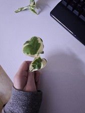 N-joy Pothos- Epipremnum Aureum- House Plant- Unrooted Cutting- Devils Ivy