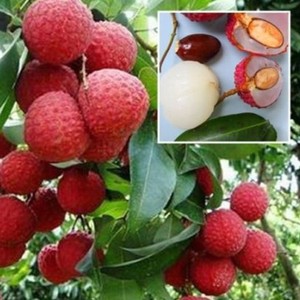 Lychee Tree Mauritius Variety Air Layered