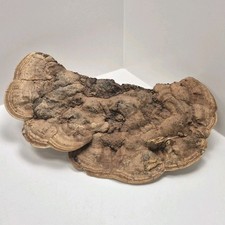Vtg 18" Reishi Ganoderma Bracket Mushroom Nature Dried Wood Fungi Art Specimen