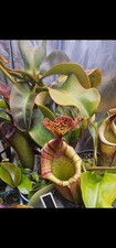 Nepenthes Glandulifera x (Veitchii x Lowii) AW