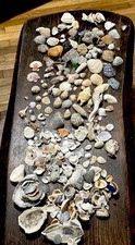 Lot Of Sea Shells, Sea Glass,Corals Rocks, Large Variety