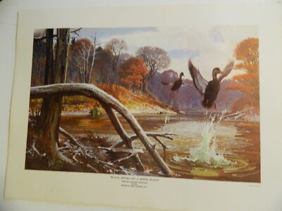 1966 Black Ducks on River Float. Robert Kuhn Litho printing 12X16 inch.