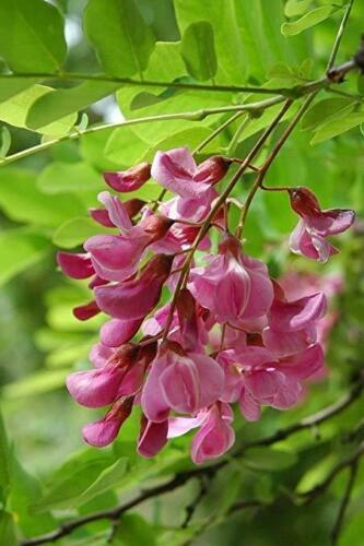 INDACO DEI TINTORI - INDIGOFERA TINCTORIA, 10 SEMI SELEZIONATI - Foto 2 di 2