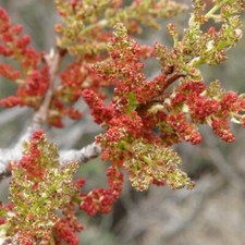 Pianta di Pistacchio Maschio in vaso 26 cm