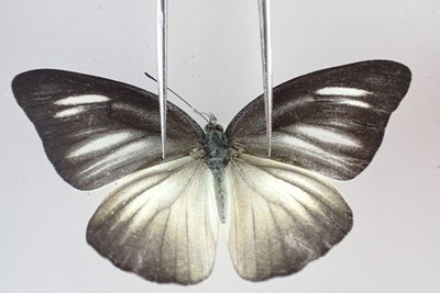 PI5290. Insects, butterflies: Pieridae sp. South Vietnam.
