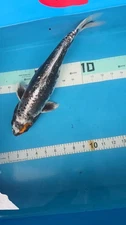 Graphite Kikokuryu Female 15in Japanese Koi Live Imported KoiGazer