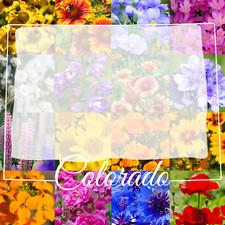1 Pound Colorado Western Bulk Wildflower Seed Mix 1lb Covers 3,200sq-ft 89.95 per gallon