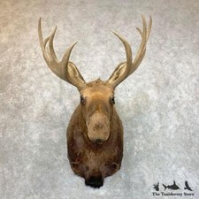 #23597 P | Eurasian Elk (European Moose) Shoulder Taxidermy Mount For Sale
